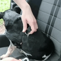 PuppyParadise Autós Biztonsági Hám